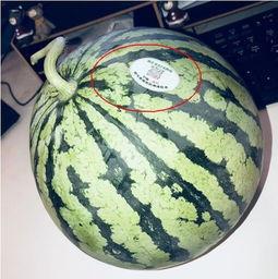 网红吃的水果瓜,甜蜜诱惑,瓜界新宠