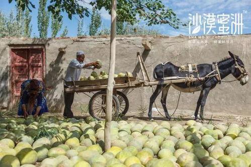 新疆吃瓜网红是谁啊视频,视频走红背后的故事